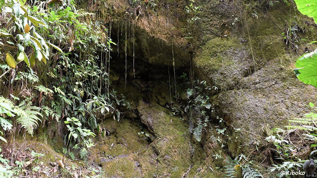 Das Bild zeigt eine Felswand mit einem Überhang in der Mitte. Die Felsen drumherum sind mit Moos und Pflanzen bewachsen. Luftwurzeln baumeln über den Felsenüberhang.