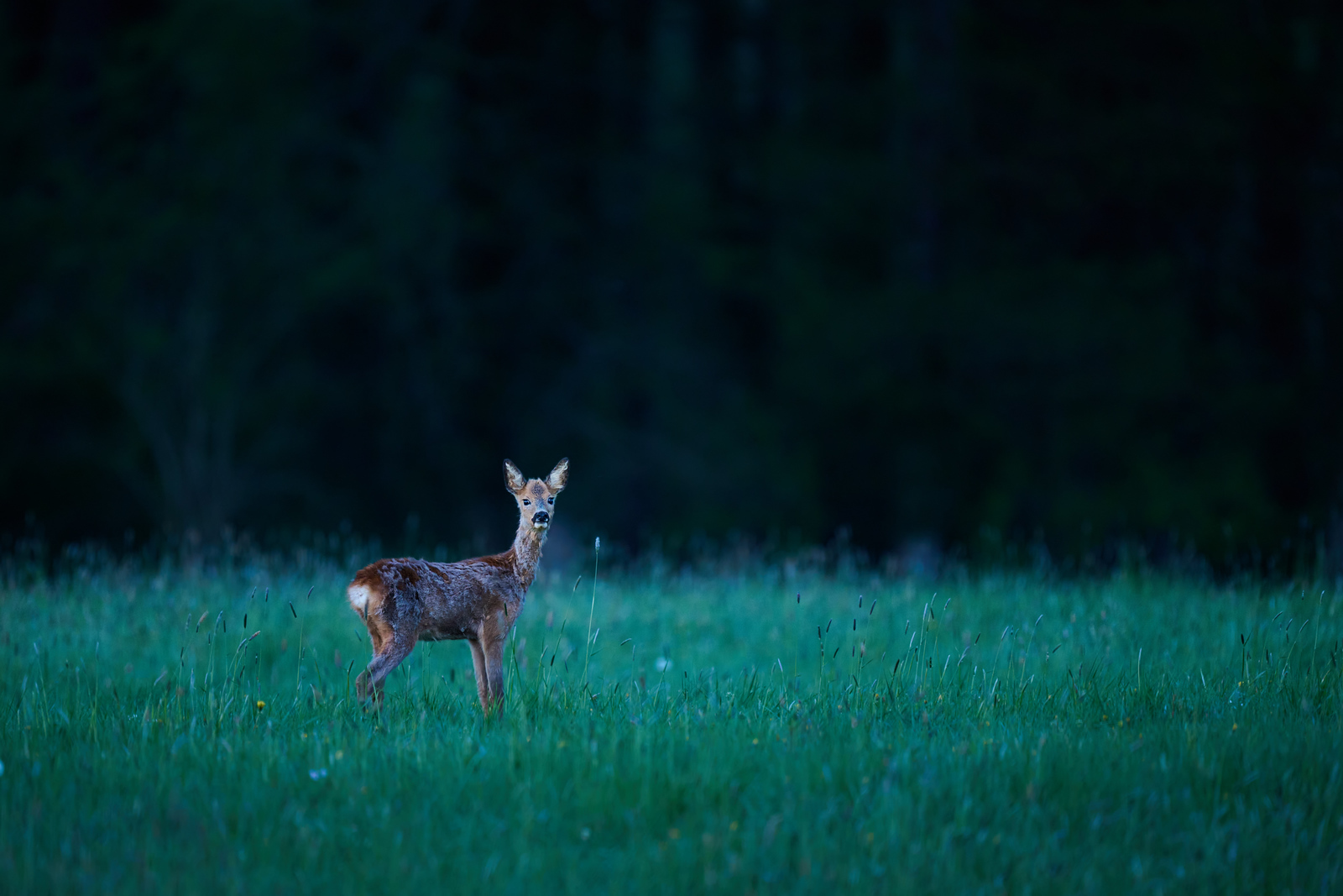 DSC_5798-X3.jpg