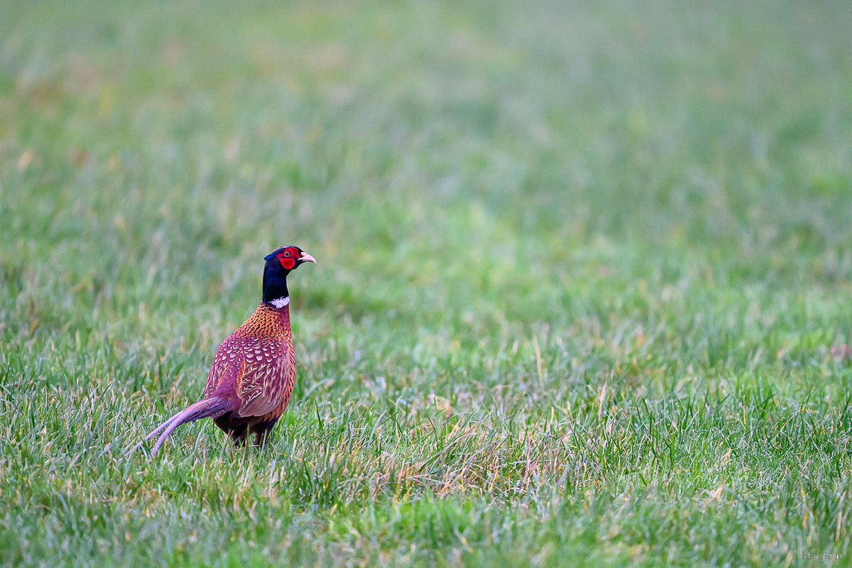 DSC_7438.jpg
