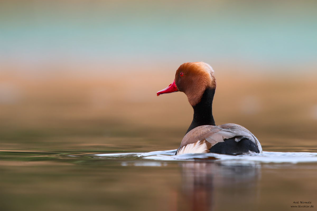 20150425_0243_PS_1200Px.jpg
