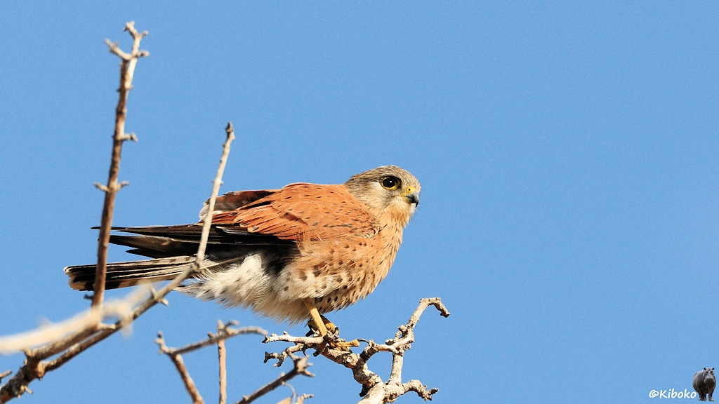 Das Bild zeigt einen kleinen, braunen Greifvogel mit schwarzen Punkten. Der Vogel hat gelbe Beine, einen grauen Kopf, einen weißen bürzel und schwarze Schwansfelden. Er sitzt auf der Spitze von einem trockenen Busch.