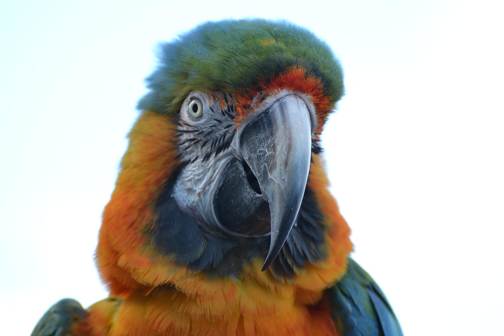 9529908608_0e3559fcf6_b.jpg