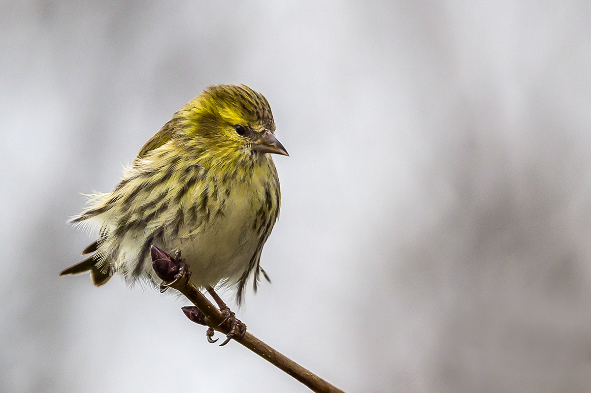 20201225_NZ6_2611NF.jpg