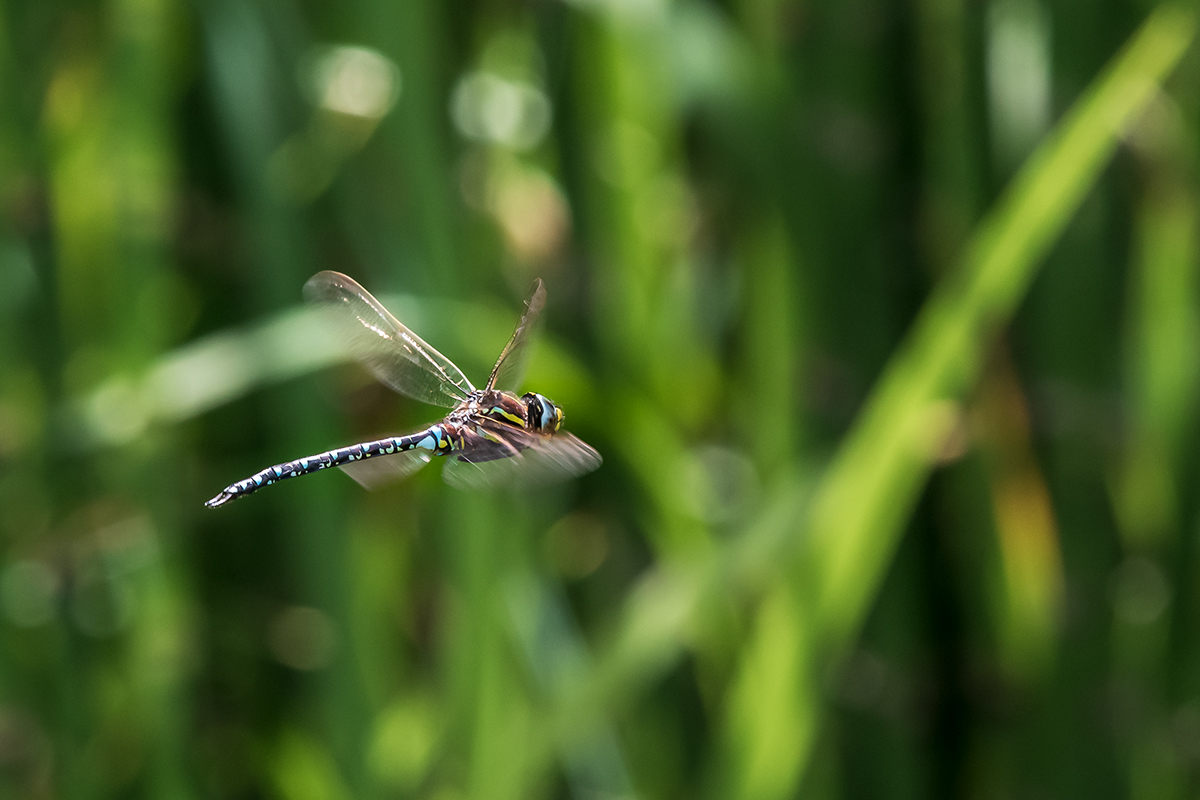 20200813_D500_0986NF.jpg