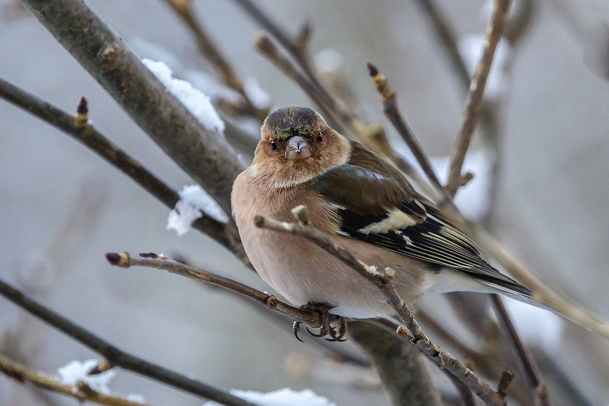 20201231_NZ6_4049NF.jpg