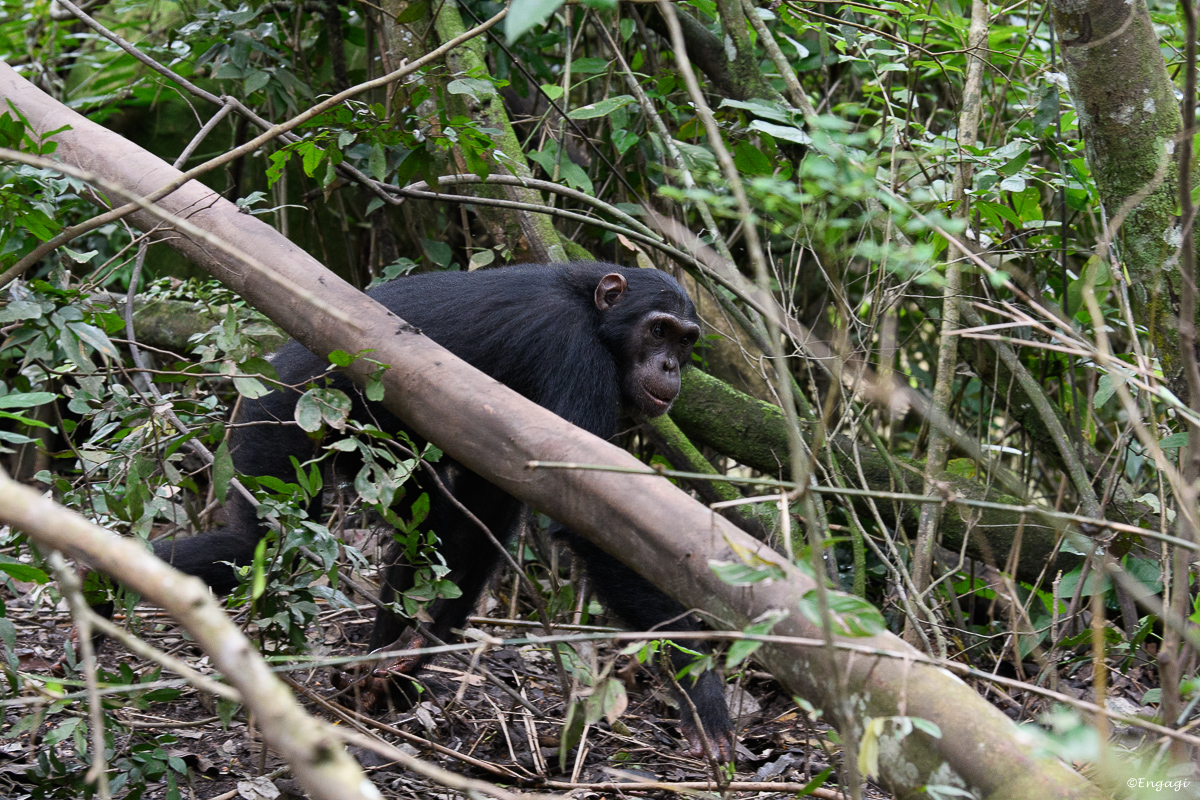 Uganda%201296.jpg