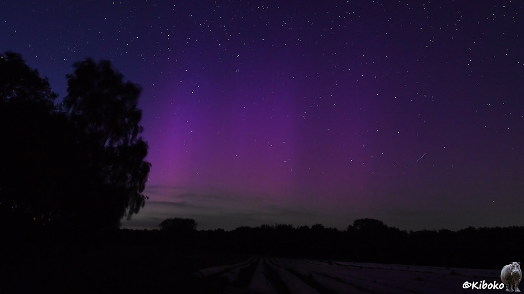 Das Bild zeigt eine Birke im linken Bildbereich. Rechts davon ist ein vertikaler rotvioletter Streifen am Himmel. Darunter sind weiße Planen von einem Spargefeld.