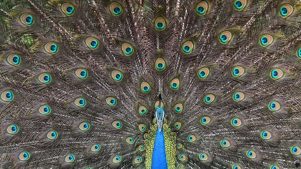Porträt eines balzenden Pfaus direkt von vorn. Die aufgestellten Schwanzfeder füllen das Bild voll aus.