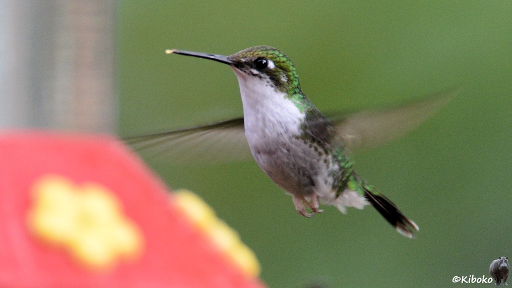 Das Bild zeigt einen Kolibri mit weißer Kehle, weißer Brust, grauem Bauch im Flug. Die Flügel sind unscharf. Im rechten Bildrand ist der rote Plastik einer Futterstelle mit gelben Blütenattrapen um die Öffnungen.