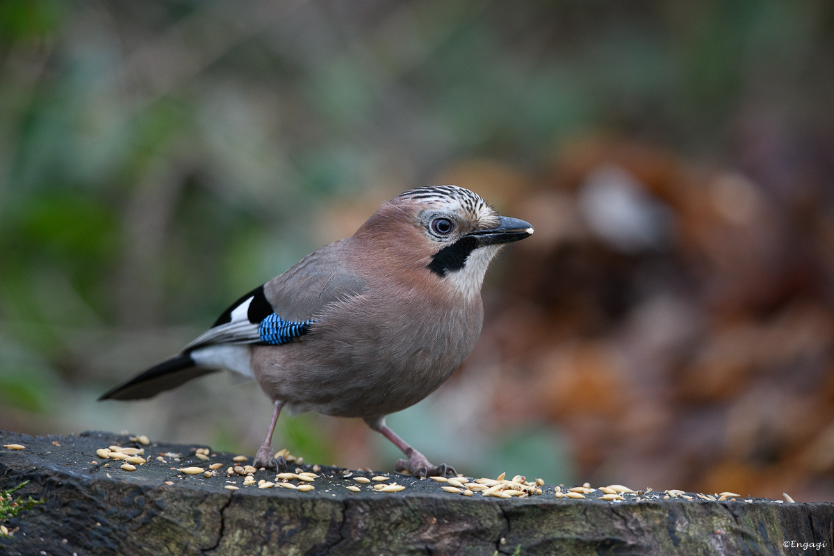 DSC_8074.jpg