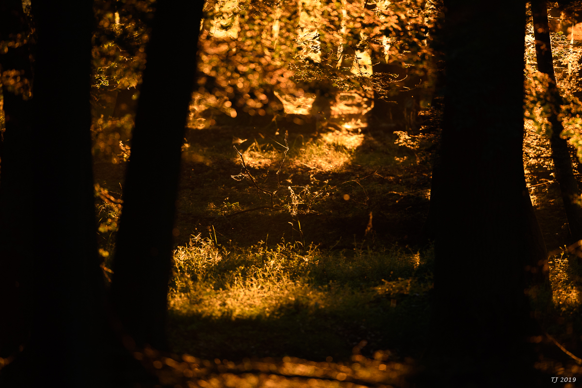 DSC_7085.jpg