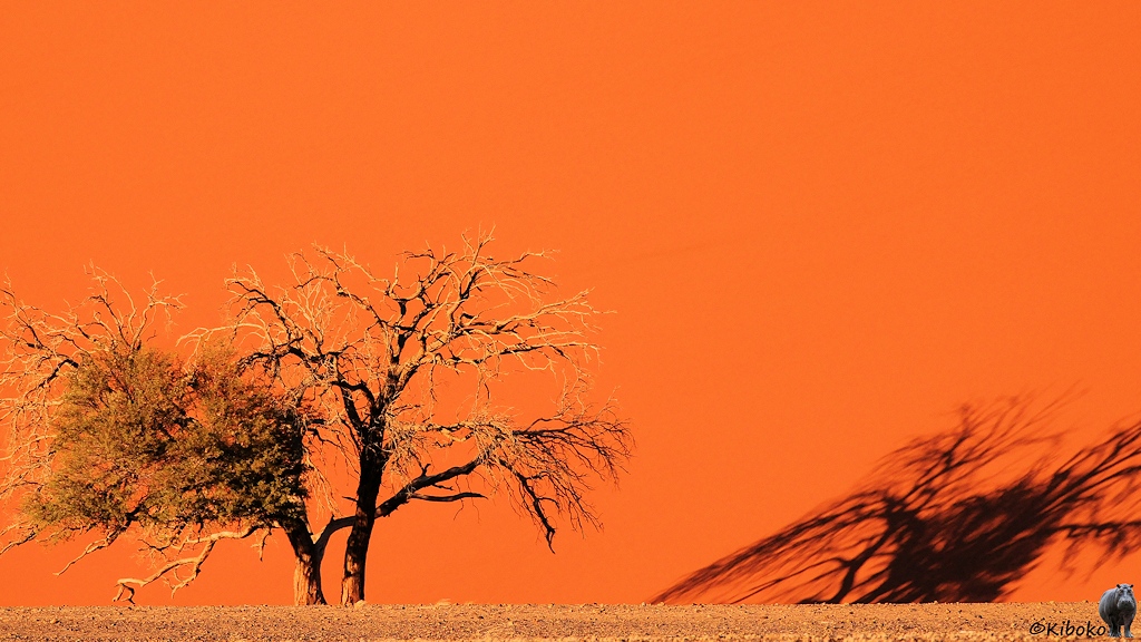 Ein weigehend trockener Doppelbaum steht vor einer orangefarbenen Dünenwand. Der Schatten des Baumes ist auf der Sand der Düne.