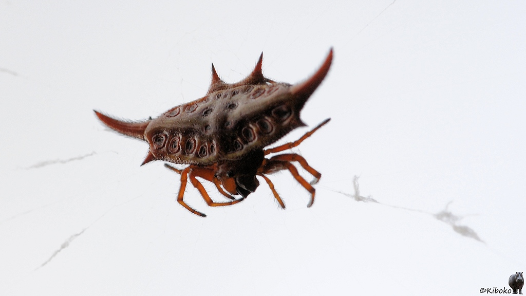 Braune Spinne vor hellem Hintergrund