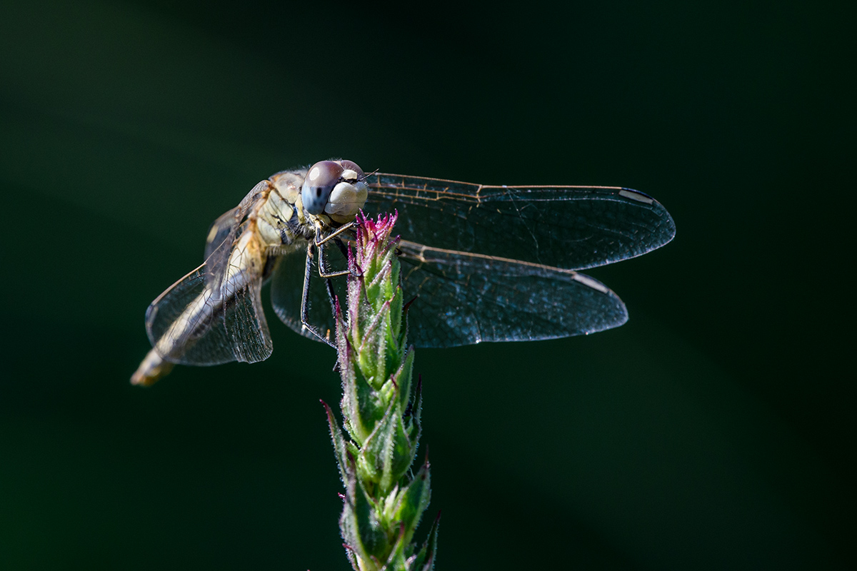 20190706_D500_0120NF.jpg