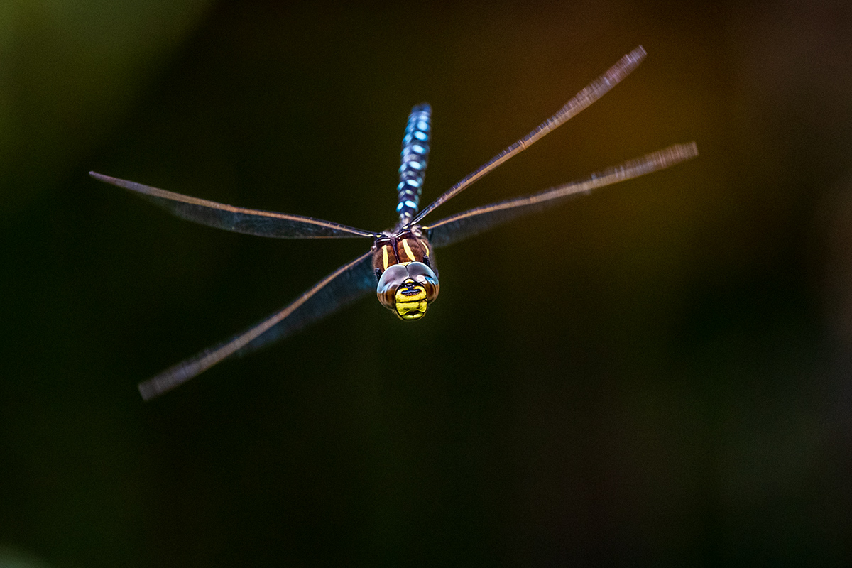 20190826_D500_2208NF.jpg
