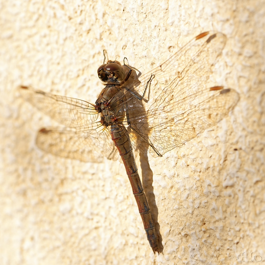 Libelle1355.jpg