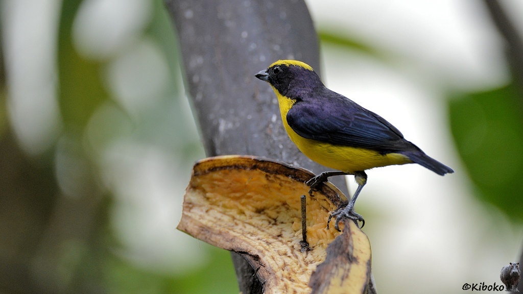 Das Bild zeigt einen kleinen gelben Vogel mit schwarzer Maske die in einen violett Schimmernden Hinterkopf übergeht. Der Rücken ist schwarz und schimmer violett. Die Flügel sind schwarz und schimmern blau. Der Vogel steht am Rand einer leeren Bananenschale.