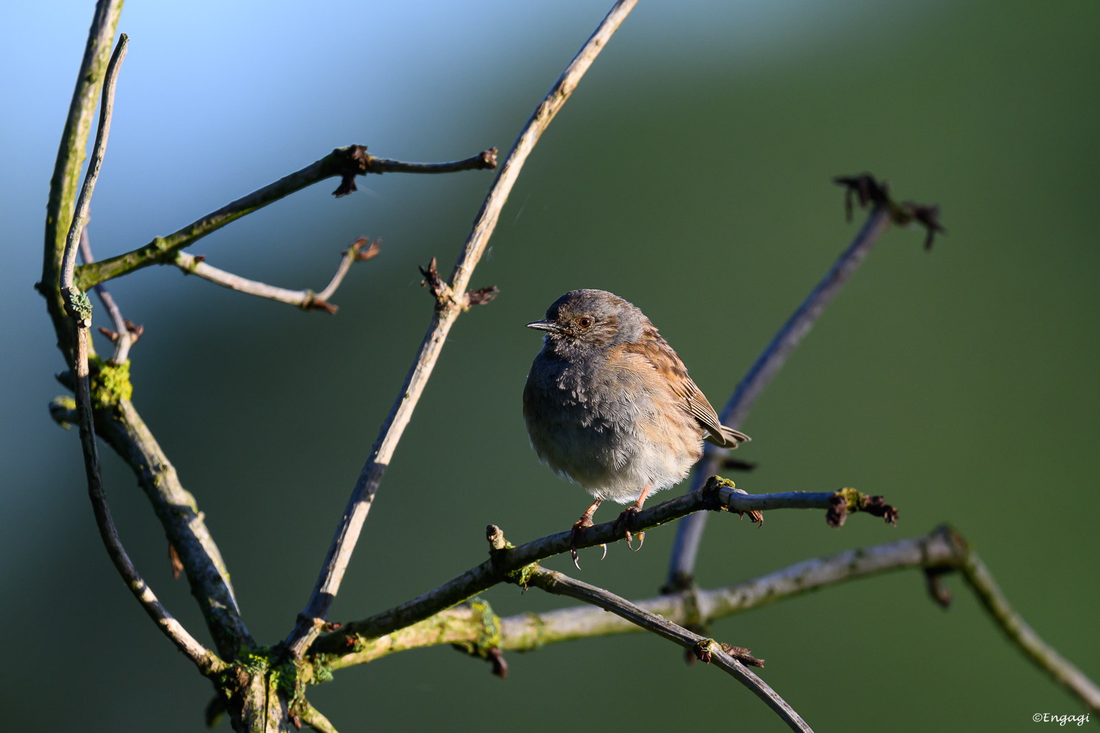 DSC_4403.jpg