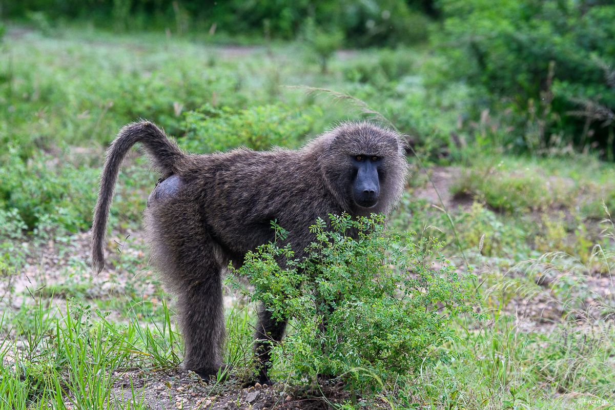 Uganda%201159.jpg