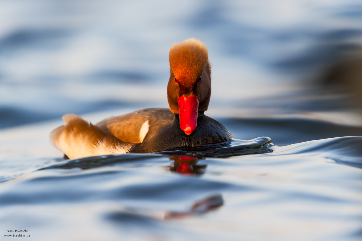 20150315_0167_PS_1200Px.jpg