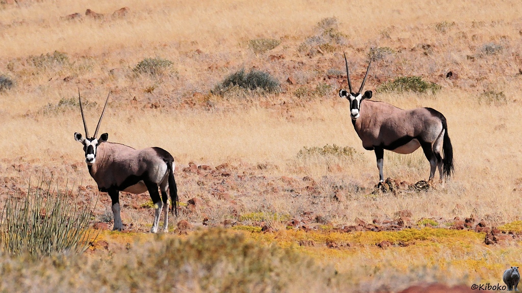 Zwei hellbraune Antilope mit weißer Augenmaske und langen gerade Hörnern schauen gebannt in die Kamera.
