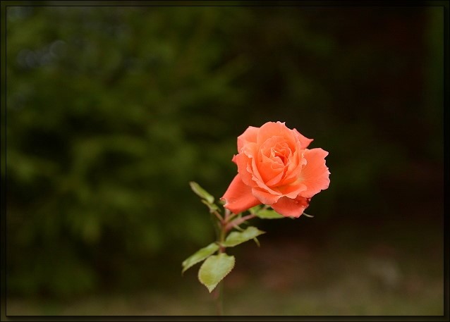 16878271os.jpg