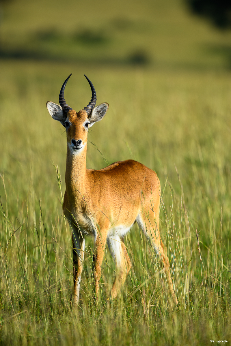 Uganda%200440.jpg