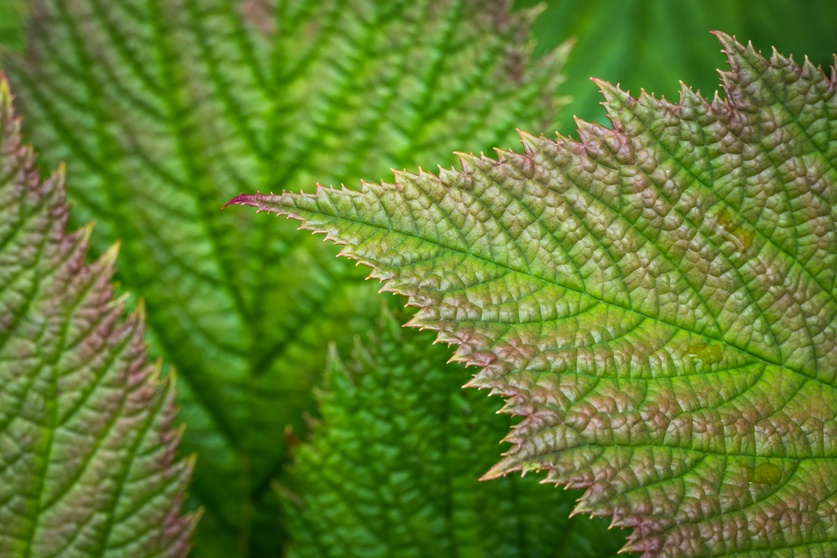 20250527_NZ8_5524_DPNF.jpg
