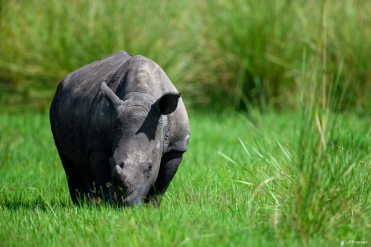 Uganda%200061.jpg