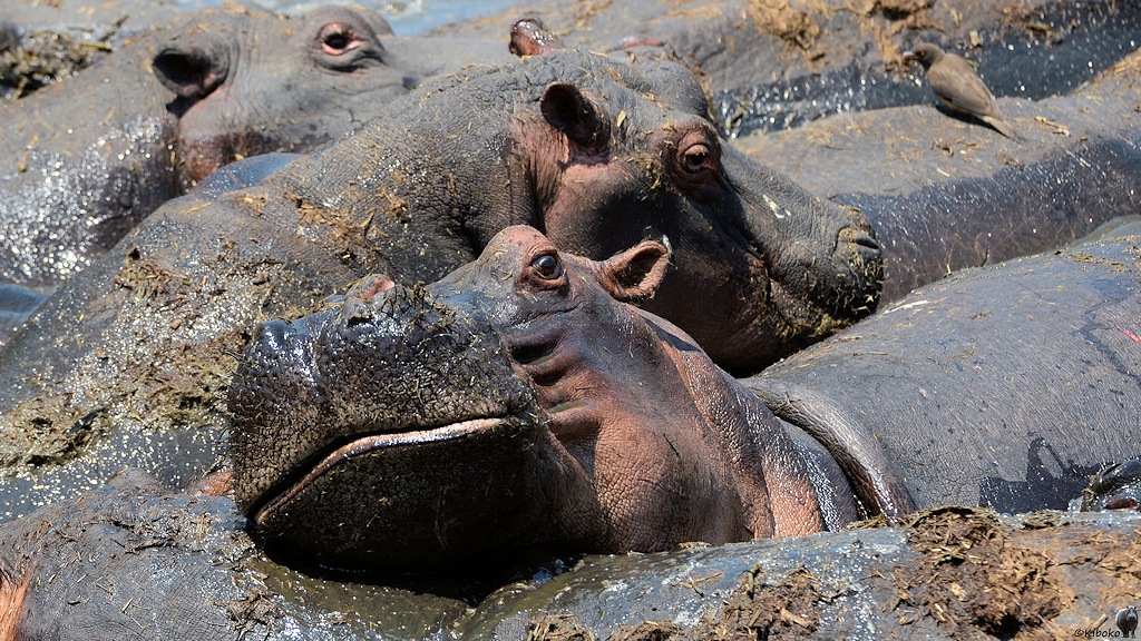 Hippokopf zwischen weiteren Hippos