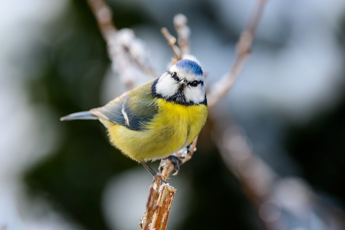 20201229_NZ6_3970NF.jpg