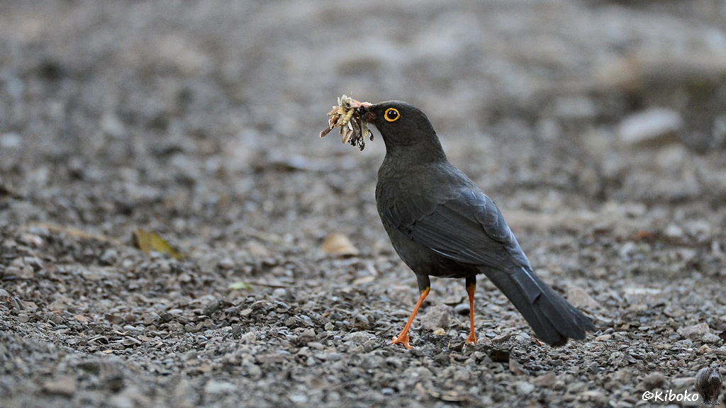Das Bild zeigt einen dunkelgrauen Vogel mit orangen Beinen auf einem grauen Schotterplatz. Das Auge hat einen gelben Ring. Im Schnabel hat der Vogel einen Haufen Würmer, Larven, Motten.