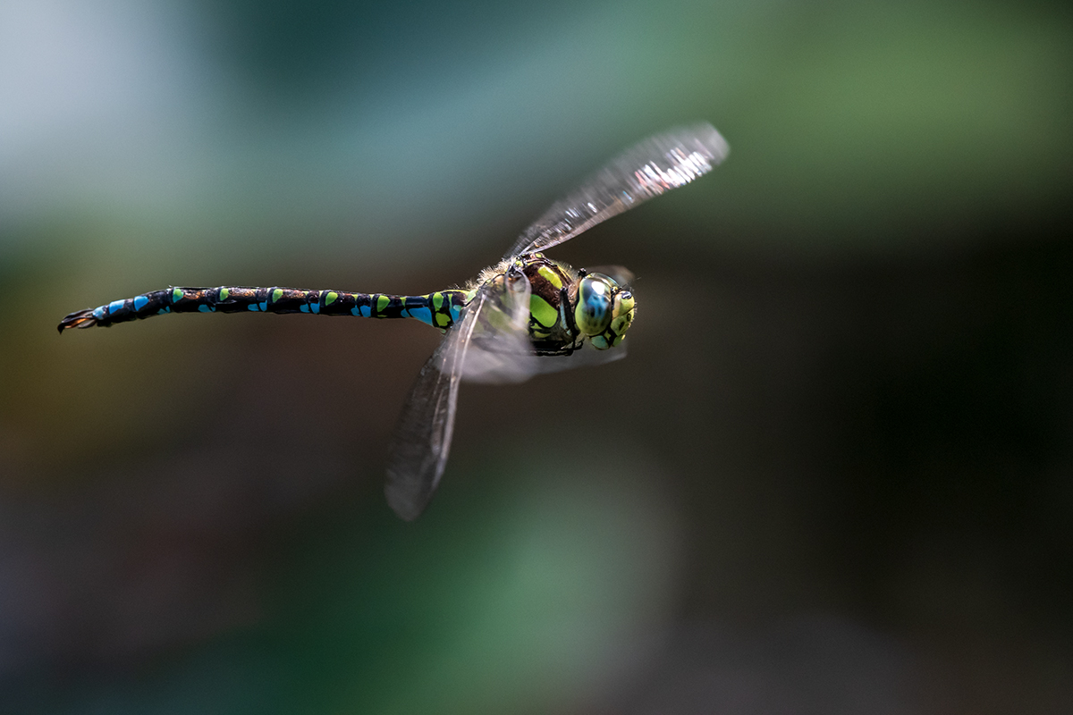 20190825_D500_1851NF.jpg