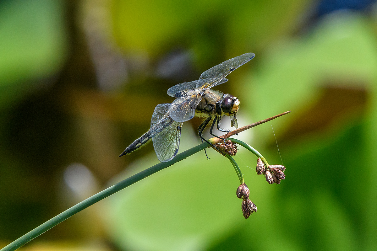 20180605_D500_0194NF.jpg