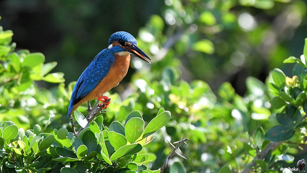 Das Bild zeigt einen blauen Eisvogel mit rotbraunem Bauch, roten Beinen und langen spitzen Schnabel auf der Spitze eines Busches mit kleinen Blättern.