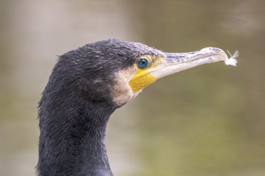 zoovienna23_20.jpg