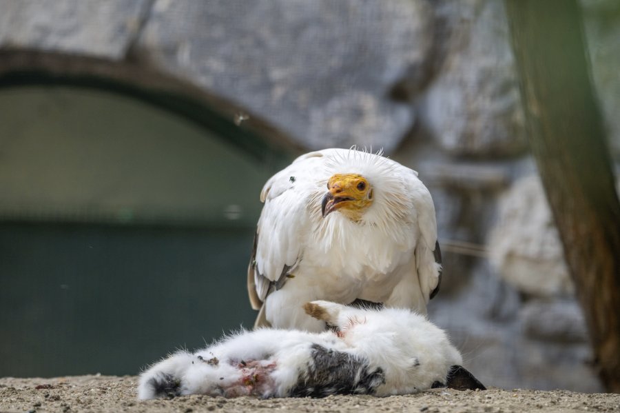 zoovienna23_50.jpg