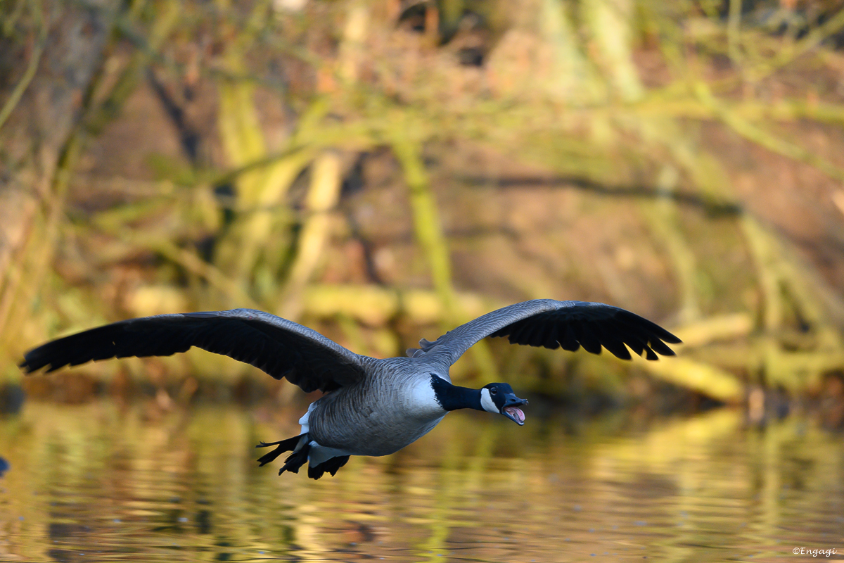 DSC_1129a.jpg