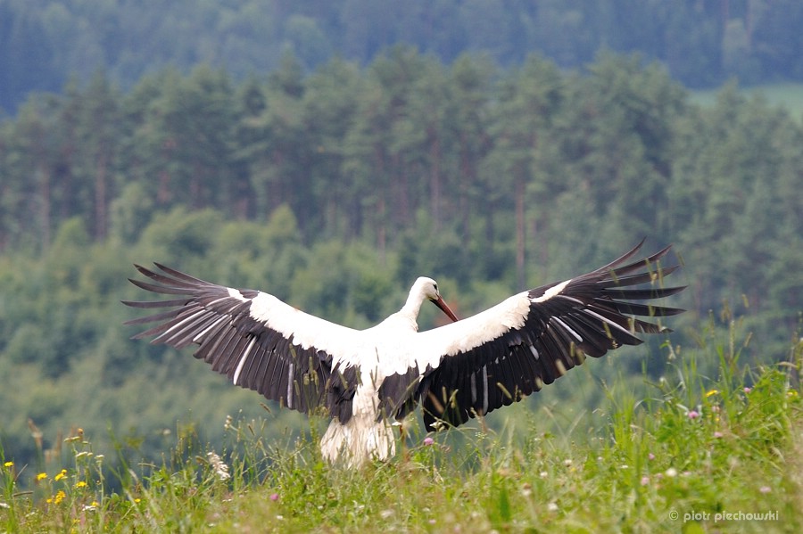 storch8.jpg