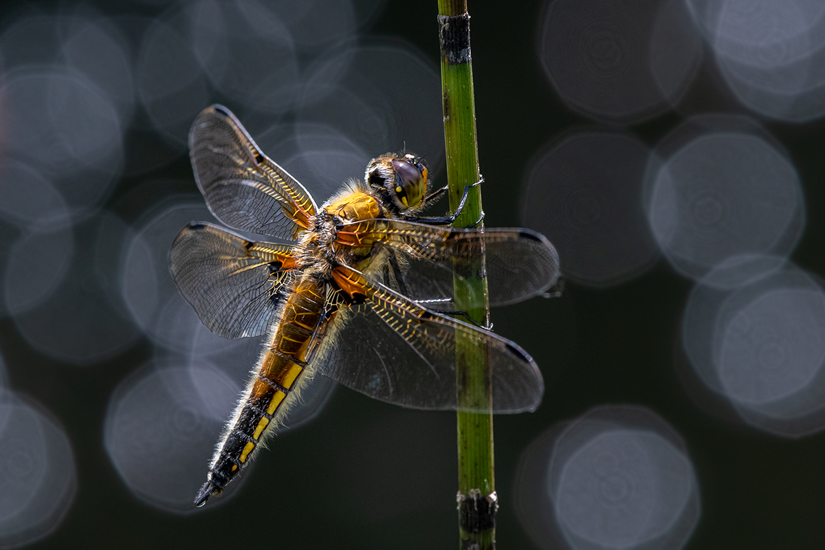 20190611_D500_0387NF.jpg