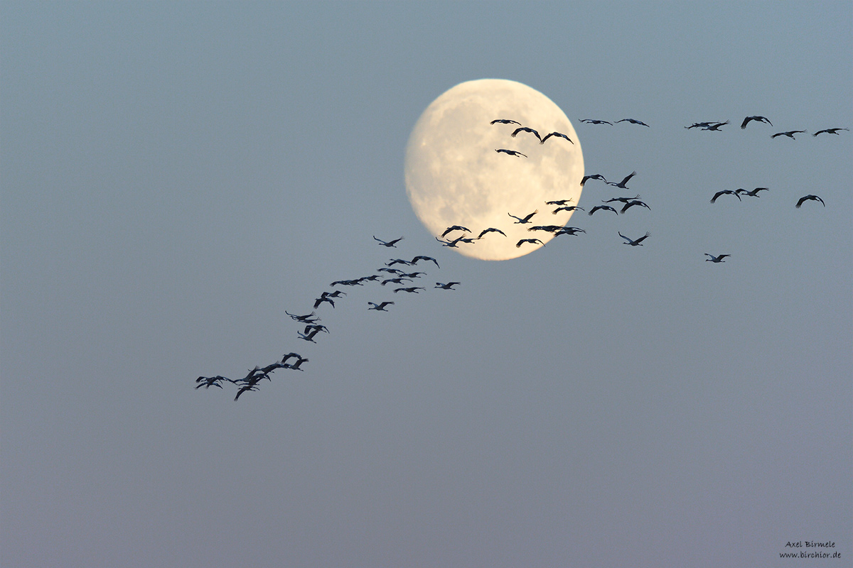 20150926_0343_PS_1200Px.jpg