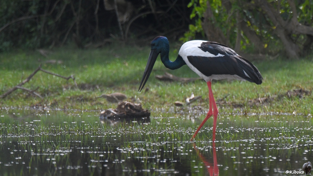 Das Bild zeigt einen großen weiß-schwarzen Storch mit langen rosaroten Beinen, langen schwarzen Schnabel, schwarzen Kopf und Hals der bläulich schimmertVogel Der Storch steht im flachen Wasser in einer gebückten Haltung auf der Suche nach Futter.