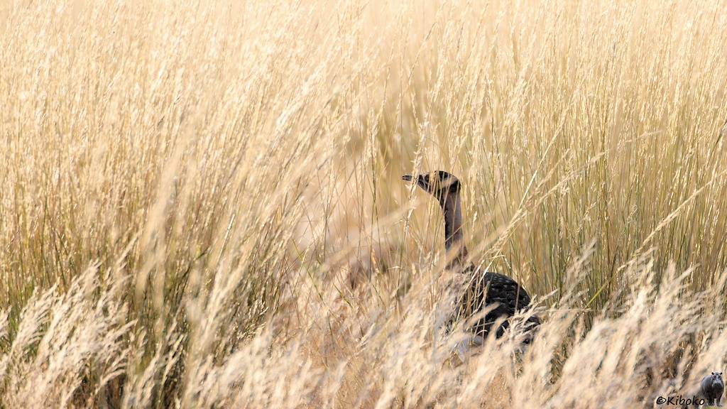 Ein großer Vogel mit schwarzen Flügeln, braunem Hals und schwarz-weißem Kopf versteckt sich im hohen, trockenen Gras.
