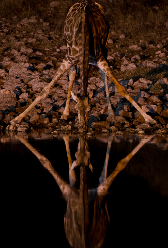 namibia_giraffe_wasserloch_nacht_1.jpg