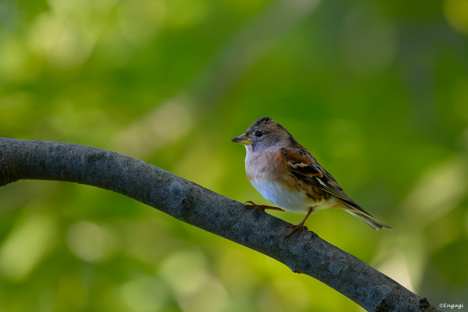 DSC_3744.jpg