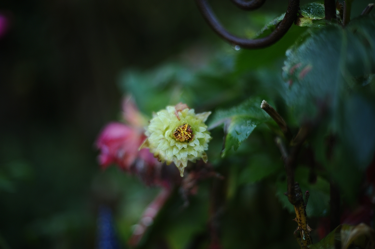 cK.R.-540DSC_5478.jpg