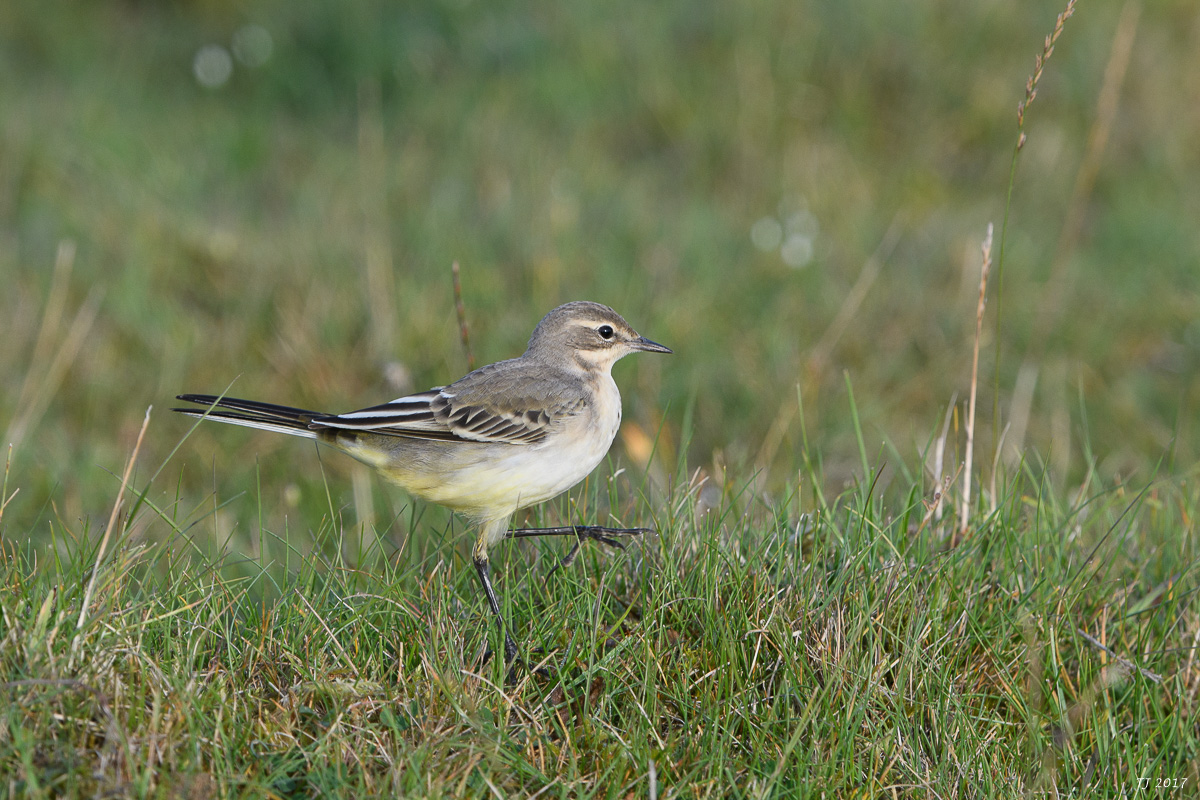 DSC_2448.jpg