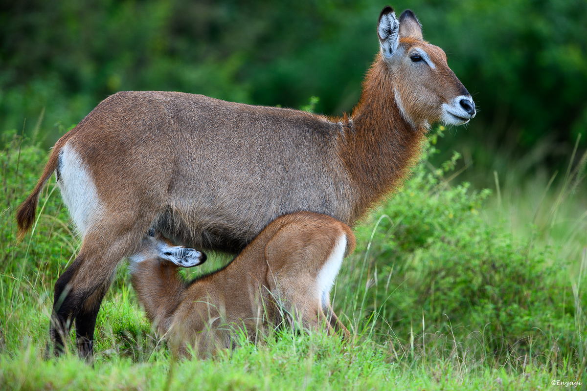 Uganda%201369.jpg