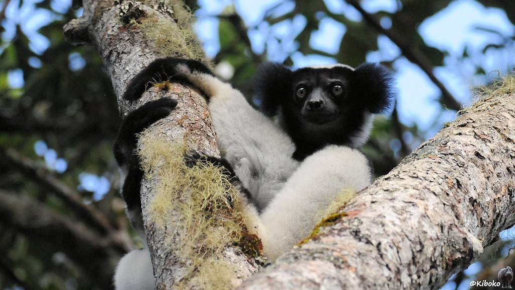 Ein schwarz-weißer Lemur sitzt in einer Astgabel und schaut neugierig vom Baum herunter.