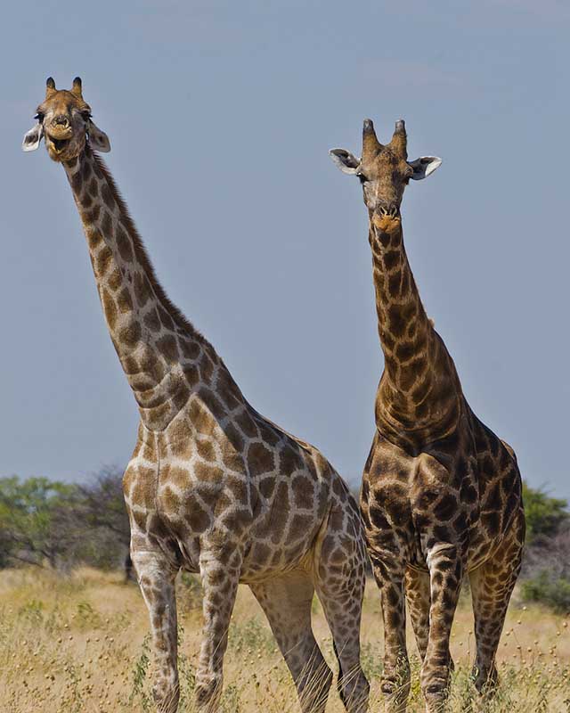 namibia_giraffen_1.jpg